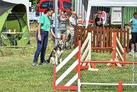 023AGI CLAYE 2017 - KALI -25062017-AGI 7212AGILITY 1 : 2017, 25 JUIN 2017, AGILITY 1, AGILITY CLAYE SOUILLY 2017, CAT.C, D15, KALI