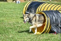 024AGI CLAYE 2017 - KALI -25062017-AGI 7213AGILITY 1 : 2017, 25 JUIN 2017, AGILITY 1, AGILITY CLAYE SOUILLY 2017, CAT.C, D15, KALI