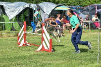 026AGI CLAYE 2017 - KALI -25062017-AGI 7216AGILITY 1 : 2017, 25 JUIN 2017, AGILITY 1, AGILITY CLAYE SOUILLY 2017, CAT.C, D15, KALI