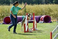 029AGI CLAYE 2017 - KALI -25062017-AGI 7219AGILITY 1 : 2017, 25 JUIN 2017, AGILITY 1, AGILITY CLAYE SOUILLY 2017, CAT.C, D15, KALI