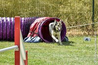 035AGI CLAYE 2017 - KALI -25062017-AGI 7226AGILITY 1 : 2017, 25 JUIN 2017, AGILITY 1, AGILITY CLAYE SOUILLY 2017, CAT.C, D15, KALI