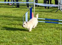 003-AGILITY CHANTILLY - INNAEE -AGI 9318 : 2017, AGILITY CHANTILLY 2017, CAIRN TERRIER, Catégorie A, D11, DIMANCHE 30 AVRIL 2017, EPREUVE OUVERTE, INNAEE