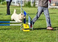 007-AGILITY CHANTILLY - INNAEE -AGI 9322 : 2017, AGILITY CHANTILLY 2017, CAIRN TERRIER, Catégorie A, D11, DIMANCHE 30 AVRIL 2017, EPREUVE OUVERTE, INNAEE