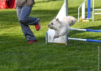 010-AGILITY CHANTILLY - INNAEE -AGI 9325-Modifier : 2017, AGILITY CHANTILLY 2017, CAIRN TERRIER, Catégorie A, D11, DIMANCHE 30 AVRIL 2017, EPREUVE OUVERTE, INNAEE