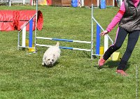 014-AGILITY CHANTILLY - INNAEE -AGI 0488 : 2017, AGILITY 2, AGILITY CHANTILLY 2017, CAIRN TERRIER, D11, DIMANCHE 30 AVRIL 2017, INNAEE