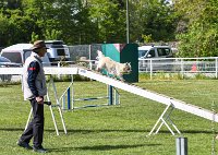 016-AGILITY CHANTILLY - INNAEE -AGI 0490 : 2017, AGILITY 2, AGILITY CHANTILLY 2017, CAIRN TERRIER, D11, DIMANCHE 30 AVRIL 2017, INNAEE