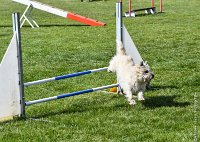 019-AGILITY CHANTILLY - INNAEE -AGI 0493 : 2017, AGILITY 2, AGILITY CHANTILLY 2017, CAIRN TERRIER, D11, DIMANCHE 30 AVRIL 2017, INNAEE