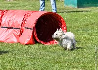 021-AGILITY CHANTILLY - INNAEE -AGI 0495 : 2017, AGILITY 2, AGILITY CHANTILLY 2017, CAIRN TERRIER, D11, DIMANCHE 30 AVRIL 2017, INNAEE