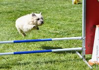 022-AGILITY CHANTILLY - INNAEE -AGI 0496 : 2017, AGILITY 2, AGILITY CHANTILLY 2017, CAIRN TERRIER, D11, DIMANCHE 30 AVRIL 2017, INNAEE