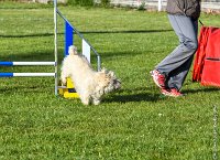 025-AGILITY CHANTILLY - INNAEE -AGI 9323-Modifier : 2017, AGILITY CHANTILLY 2017, CAIRN TERRIER, CAT.A, D11, DIMANCHE 30 AVRIL 2017, EPREUVE OUVERTE, INNAEE