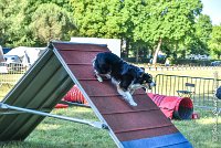 002AGI L ISLE ADAM - LITTLE BLACK THE FAST -17062017-ATE 3806Epreuve ouverte : 17 JUIN 2017, 2017, AGILITY L'ISLE ADAM 2017, CAT.B, D16, EPREUVE OUVERTE, LITTLE-BLACK-THE-FAST