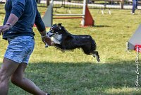 003AGI L ISLE ADAM - LITTLE BLACK THE FAST -17062017-ATE 3809Epreuve ouverte : 17 JUIN 2017, 2017, AGILITY L'ISLE ADAM 2017, CAT.B, D16, EPREUVE OUVERTE, LITTLE-BLACK-THE-FAST