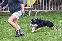 004AGI L ISLE ADAM - LITTLE BLACK THE FAST -17062017-ATE 3812Epreuve ouverte : 17 JUIN 2017, 2017, AGILITY L'ISLE ADAM 2017, CAT.B, D16, EPREUVE OUVERTE, LITTLE-BLACK-THE-FAST