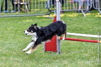 006AGI L ISLE ADAM - LITTLE BLACK THE FAST -17062017-ATE 3814Epreuve ouverte : 17 JUIN 2017, 2017, AGILITY L'ISLE ADAM 2017, CAT.B, D16, EPREUVE OUVERTE, LITTLE-BLACK-THE-FAST