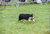 007AGI L ISLE ADAM - LITTLE BLACK THE FAST -17062017-ATE 3816Epreuve ouverte : 17 JUIN 2017, 2017, AGILITY L'ISLE ADAM 2017, CAT.B, D16, EPREUVE OUVERTE, LITTLE-BLACK-THE-FAST