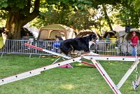 008AGI L ISLE ADAM - LITTLE BLACK THE FAST -17062017-ATE 3817Epreuve ouverte : 17 JUIN 2017, 2017, AGILITY L'ISLE ADAM 2017, CAT.B, D16, EPREUVE OUVERTE, LITTLE-BLACK-THE-FAST