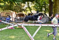 009AGI L ISLE ADAM - LITTLE BLACK THE FAST -17062017-ATE 3818Epreuve ouverte : 17 JUIN 2017, 2017, AGILITY L'ISLE ADAM 2017, CAT.B, D16, EPREUVE OUVERTE, LITTLE-BLACK-THE-FAST