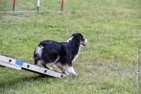 010AGI L ISLE ADAM - LITTLE BLACK THE FAST -17062017-ATE 3819Epreuve ouverte : 17 JUIN 2017, 2017, AGILITY L'ISLE ADAM 2017, CAT.B, D16, EPREUVE OUVERTE, LITTLE-BLACK-THE-FAST