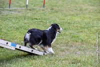 010AGI L ISLE ADAM - LITTLE BLACK THE FAST -17062017-ATE 3819Epreuve ouverte : 17 JUIN 2017, 2017, AGILITY L'ISLE ADAM 2017, CAT.B, D16, EPREUVE OUVERTE, LITTLE-BLACK-THE-FAST