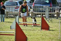 013AGI L ISLE ADAM - LITTLE BLACK THE FAST -17062017-ATE 4535AGILITY 1 : 17 JUIN 2017, 2017, AGILITY 1, AGILITY L'ISLE ADAM 2017, D16, LITTLE-BLACK-THE-FAST