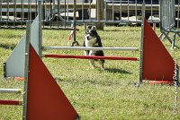 014AGI L ISLE ADAM - LITTLE BLACK THE FAST -17062017-ATE 4536AGILITY 1 : 17 JUIN 2017, 2017, AGILITY 1, AGILITY L'ISLE ADAM 2017, D16, LITTLE-BLACK-THE-FAST