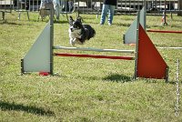 015AGI L ISLE ADAM - LITTLE BLACK THE FAST -17062017-ATE 4537AGILITY 1 : 17 JUIN 2017, 2017, AGILITY 1, AGILITY L'ISLE ADAM 2017, D16, LITTLE-BLACK-THE-FAST