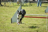 016AGI L ISLE ADAM - LITTLE BLACK THE FAST -17062017-ATE 4538AGILITY 1 : 17 JUIN 2017, 2017, AGILITY 1, AGILITY L'ISLE ADAM 2017, D16, LITTLE-BLACK-THE-FAST