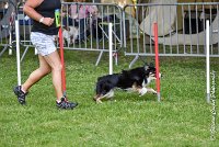 018AGI L ISLE ADAM - LITTLE BLACK THE FAST -17062017-ATE 4541AGILITY 1 : 17 JUIN 2017, 2017, AGILITY 1, AGILITY L'ISLE ADAM 2017, D16, LITTLE-BLACK-THE-FAST