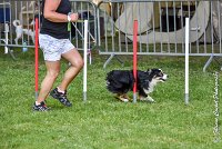 019AGI L ISLE ADAM - LITTLE BLACK THE FAST -17062017-ATE 4542AGILITY 1 : 17 JUIN 2017, 2017, AGILITY 1, AGILITY L'ISLE ADAM 2017, D16, LITTLE-BLACK-THE-FAST