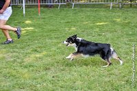 021AGI L ISLE ADAM - LITTLE BLACK THE FAST -17062017-ATE 4545AGILITY 1 : 17 JUIN 2017, 2017, AGILITY 1, AGILITY L'ISLE ADAM 2017, D16, LITTLE-BLACK-THE-FAST