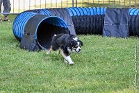 023AGI L ISLE ADAM - LITTLE BLACK THE FAST -17062017-ATE 4548AGILITY 1 : 17 JUIN 2017, 2017, AGILITY 1, AGILITY L'ISLE ADAM 2017, D16, LITTLE-BLACK-THE-FAST