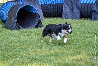 024AGI L ISLE ADAM - LITTLE BLACK THE FAST -17062017-ATE 4549AGILITY 1 : 17 JUIN 2017, 2017, AGILITY 1, AGILITY L'ISLE ADAM 2017, D16, LITTLE-BLACK-THE-FAST