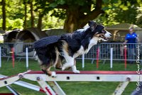 025AGI L ISLE ADAM - LITTLE BLACK THE FAST -17062017-ATE 4550AGILITY 1 : 17 JUIN 2017, 2017, AGILITY 1, AGILITY L'ISLE ADAM 2017, D16, LITTLE-BLACK-THE-FAST