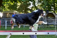 026AGI L ISLE ADAM - LITTLE BLACK THE FAST -17062017-ATE 4551AGILITY 1 : 17 JUIN 2017, 2017, AGILITY 1, AGILITY L'ISLE ADAM 2017, D16, LITTLE-BLACK-THE-FAST