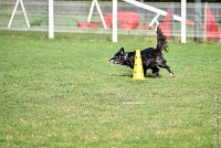 011-EDJAY-12032017-OBEISSANCE CHANTILLY -RAL 9234 : 2017, CC DE CHANTILLY, CLASSE 3, CONCOURS OBEISSANCE, Dimanche 12 Mars 2017, EDJAY DE LA BERGERIE DE MORGANE