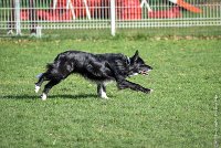 050-EDJAY-12032017-OBEISSANCE CHANTILLY -RAL 9302 : 2017, CC DE CHANTILLY, CLASSE 3, CONCOURS OBEISSANCE, Dimanche 12 Mars 2017, EDJAY DE LA BERGERIE DE MORGANE