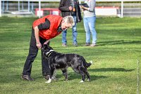 055-EDJAY-12032017-OBEISSANCE CHANTILLY -RAL 9310 : 2017, CC DE CHANTILLY, CLASSE 3, CONCOURS OBEISSANCE, Dimanche 12 Mars 2017, EDJAY DE LA BERGERIE DE MORGANE