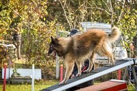 005 AGILITY ARGENTEUIL - DUC -5931 : 2016, 23 Octobre 2016, AGILITY ARGENTEUIL, CHIEN DE BERGER BELGE, Catégorie C, D052, DUC, Dossard 52, GPF