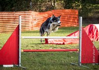 011 AGILITY ARGENTEUIL - CAT C- E TAGADA -5621 : 2016, 23 Octobre 2016, AGILITY ARGENTEUIL, BORDER COLLIE, Catégorie C, D117, DUCARRE Bertille, Dossard 117, E'TAGADA, GPF