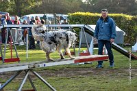 010 AGILITY ARGENTEUIL - CAT C- FITCH -5670 : 2016, 23 Octobre 2016, AGILITY ARGENTEUIL, BERGER AMERICAIN MINIATURE, Catégorie C, D005, Dossard 5, FITCH, GPF, NICOL Mercedes