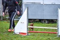 002 AGILITY ARGENTEUIL - GINA -4596 : 2016, 23 Octobre 2016, AGILITY ARGENTEUIL, Catégorie A, D130, Dossard 130, GINA, GPF