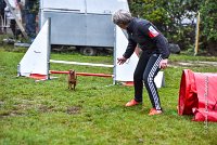 004 AGILITY ARGENTEUIL - GINA -4598 : 2016, 23 Octobre 2016, AGILITY ARGENTEUIL, Catégorie A, D130, Dossard 130, GINA, GPF