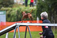 006 AGILITY ARGENTEUIL - GINA -4602 : 2016, 23 Octobre 2016, AGILITY ARGENTEUIL, Catégorie A, D130, Dossard 130, GINA, GPF