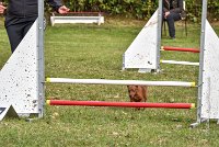 007 AGILITY ARGENTEUIL - GINA -6623 : 2016, 23 Octobre 2016, 2ème degré, AGILITY ARGENTEUIL, Catégorie A, D130, Dossard 130, GINA