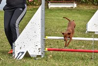 009 AGILITY ARGENTEUIL - GINA -6625 : 2016, 23 Octobre 2016, 2ème degré, AGILITY ARGENTEUIL, Catégorie A, D130, Dossard 130, GINA