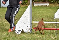 010 AGILITY ARGENTEUIL - GINA -6626 : 2016, 23 Octobre 2016, 2ème degré, AGILITY ARGENTEUIL, Catégorie A, D130, Dossard 130, GINA