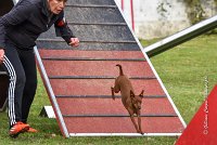 018 AGILITY ARGENTEUIL - GINA -6637 : 2016, 23 Octobre 2016, 2ème degré, AGILITY ARGENTEUIL, Catégorie A, D130, Dossard 130, GINA