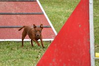 019 AGILITY ARGENTEUIL - GINA -6638 : 2016, 23 Octobre 2016, 2ème degré, AGILITY ARGENTEUIL, Catégorie A, D130, Dossard 130, GINA