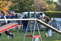 001 AGILITY ARGENTEUIL - GRINTA -6459 : 2016, 23 Octobre 2016, AGILITY ARGENTEUIL, Catégorie C, D115, Dossard 115, GPF, GRINTA