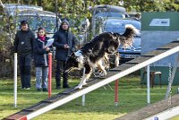 004 AGILITY ARGENTEUIL - GRINTA -6462 : 2016, 23 Octobre 2016, AGILITY ARGENTEUIL, Catégorie C, D115, Dossard 115, GPF, GRINTA